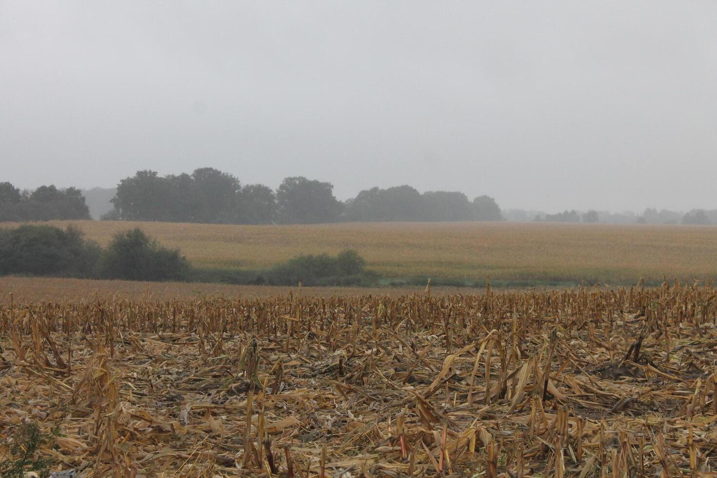 wet field photo