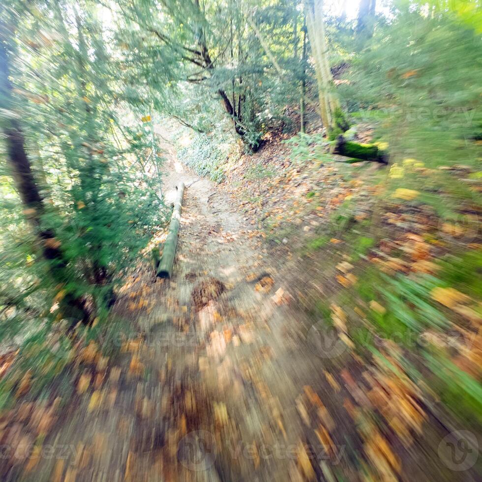 Image on a forest path, where the edges are blurred by movement photo