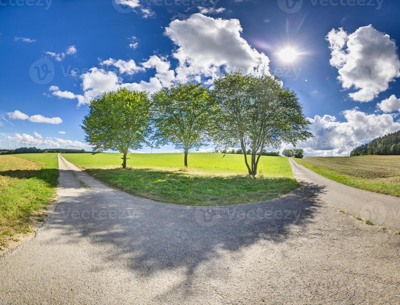 Panoramic image of three isolated trees on a path in the backlight photo
