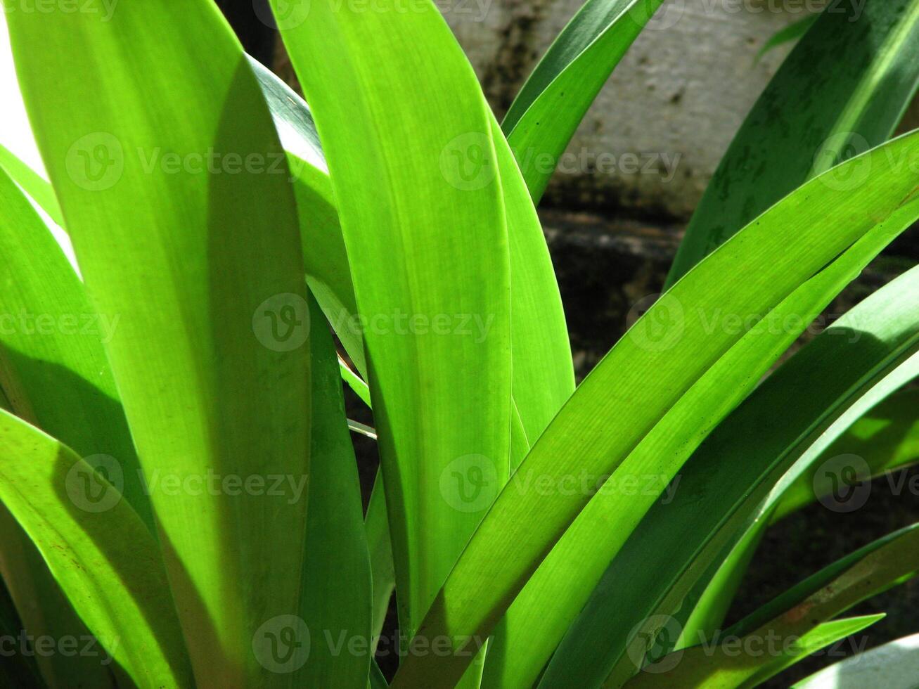 Fresh green plant leaves in sunlight photo