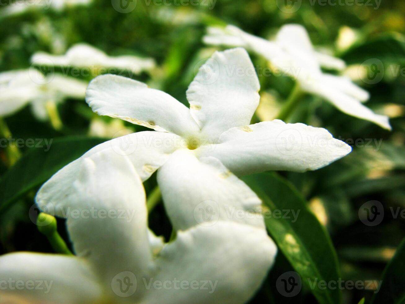 Garden plants with beautiful white flowers photo