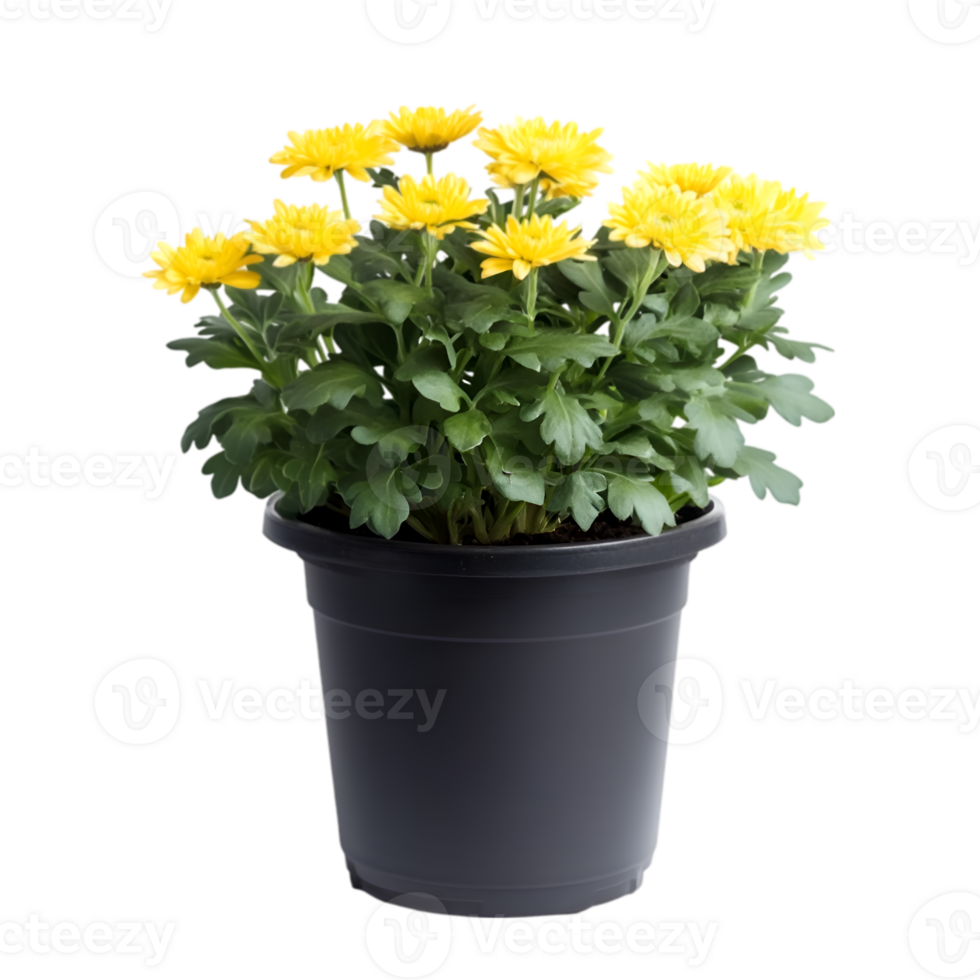 Chrysanthemum in plastic pot png