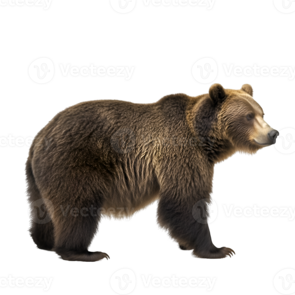Bear side profile view png