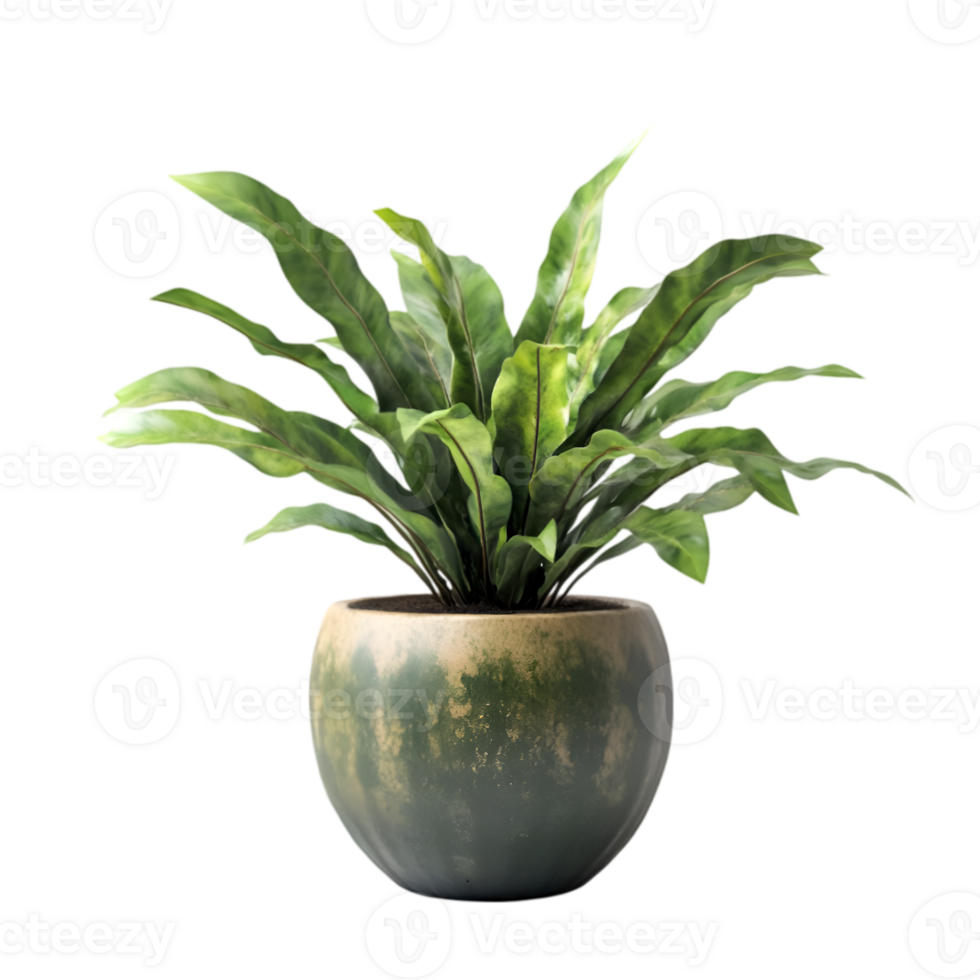 Bird's nest fern in ceramic pot isolated on transparent background png