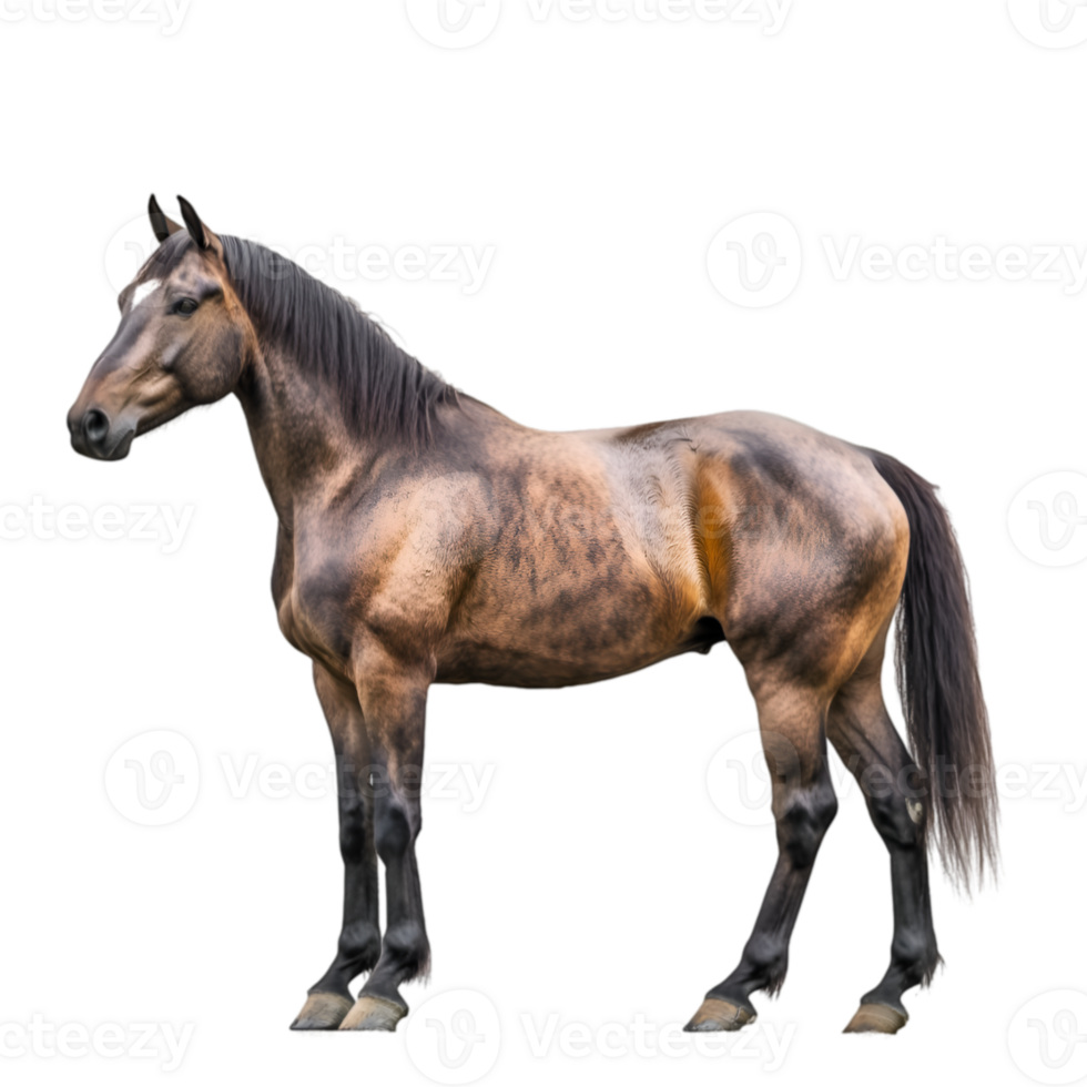 Horse side profile view png