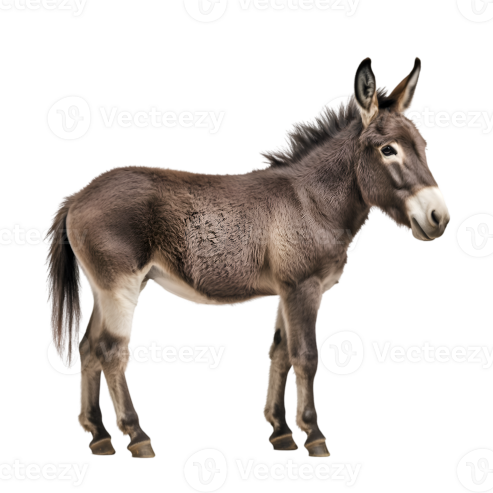 Donkey profile view isolated on transparent background png