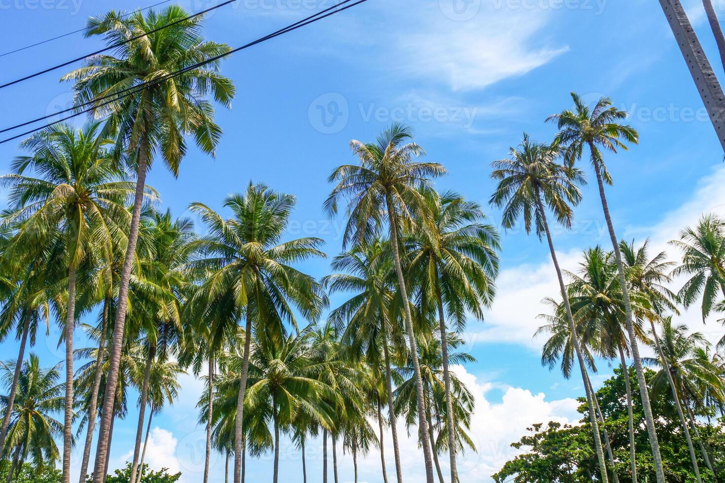 Tropical Palm Trees Under Clear Blue Sky on a Sunny Day in a Lush Green Landscape photo