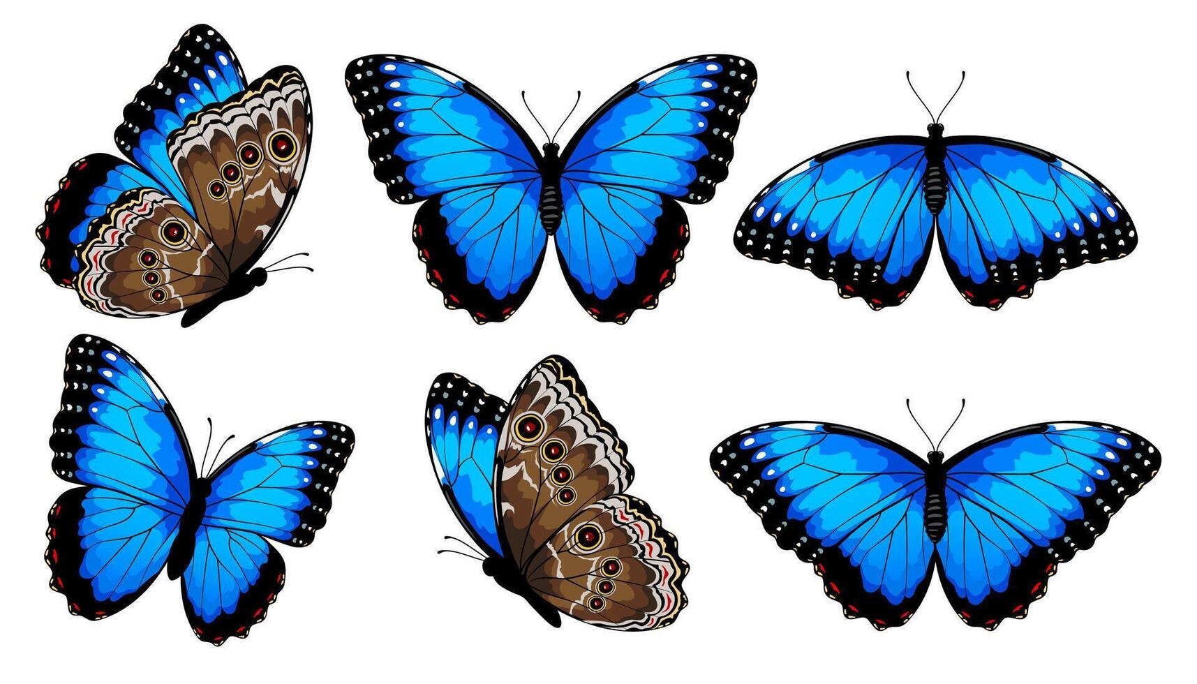 Blue morpho butterflies set. illustration isolated on white background vector
