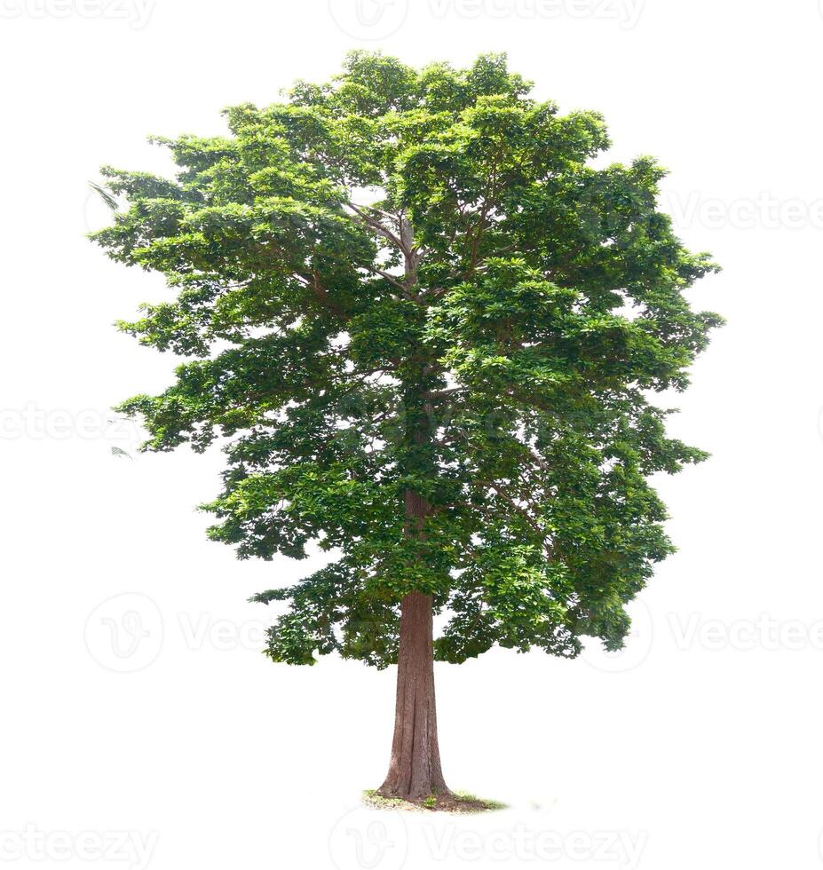 Majestic Green Tree Isolated on White Background with Lush Foliage and Sturdy Trunk for Nature and Environmental Concepts photo