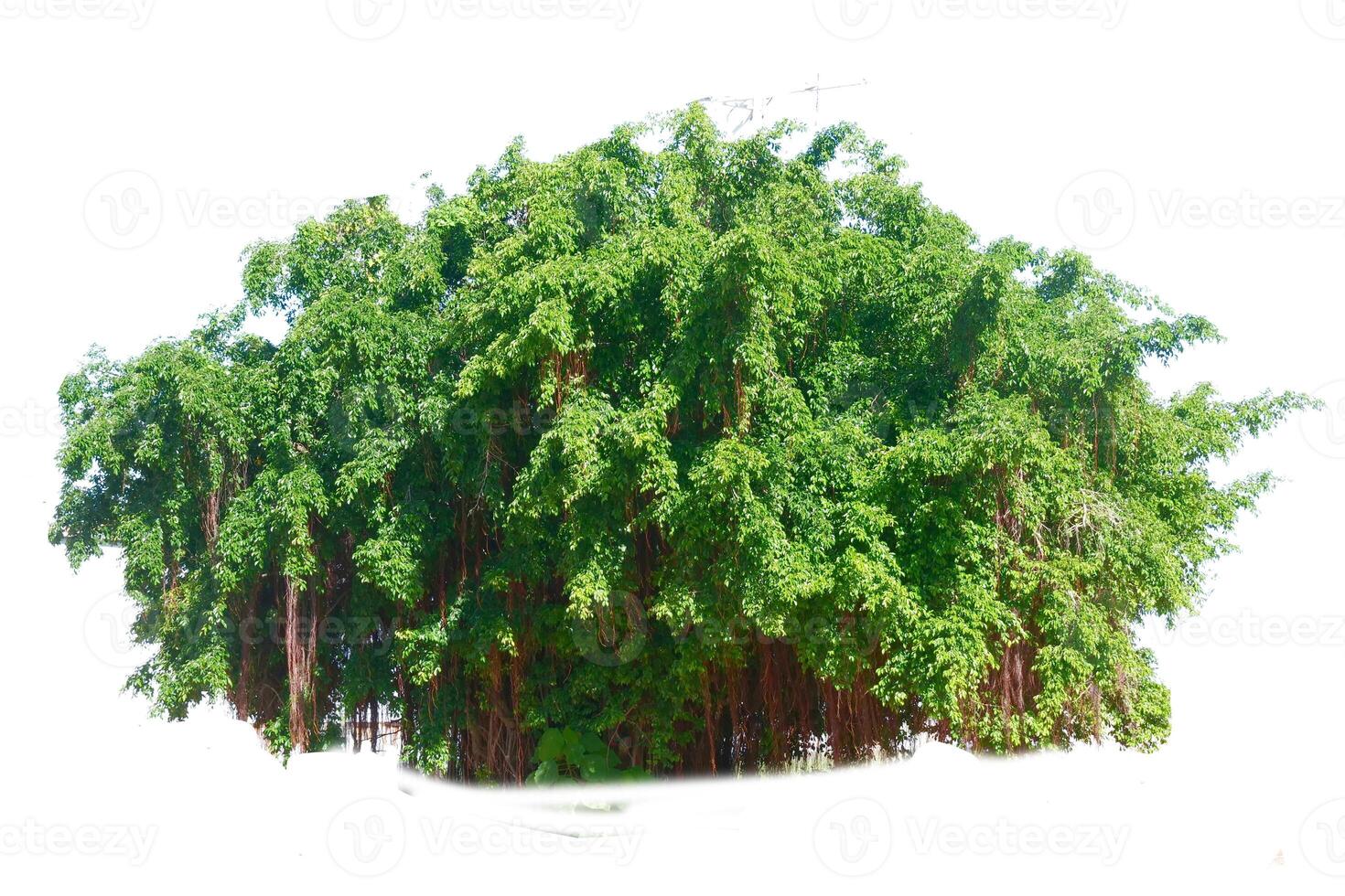Lush Green Banyan Tree with Dense Foliage Isolated on White Background for Nature and Botanical Concepts photo