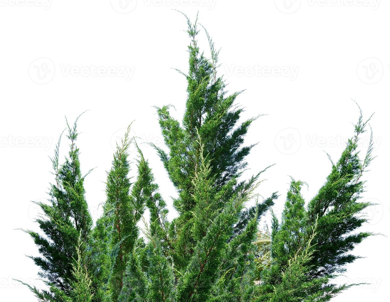 Lush Green Cypress Tree Branches Against a Clear White Background for Nature and Botanical Themes photo