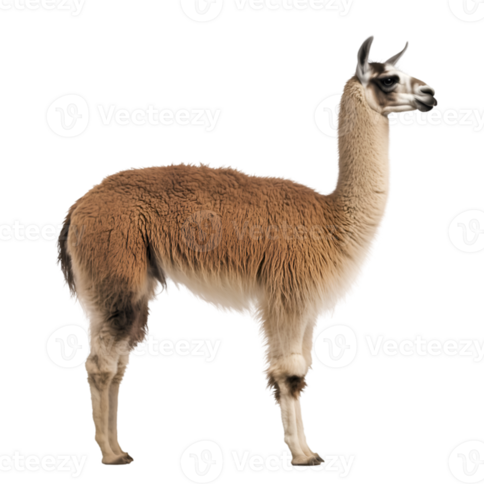 Llama side profile view png