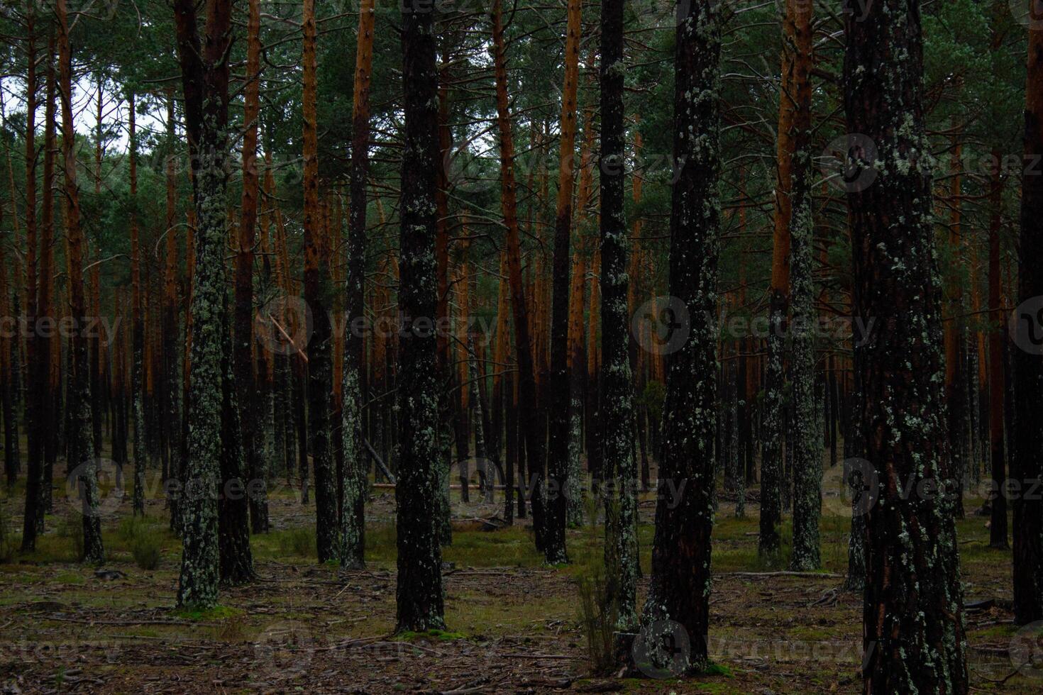 Soria forest full of pines. photo