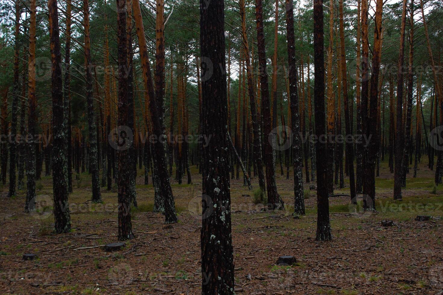 Soria forest full of pines. photo