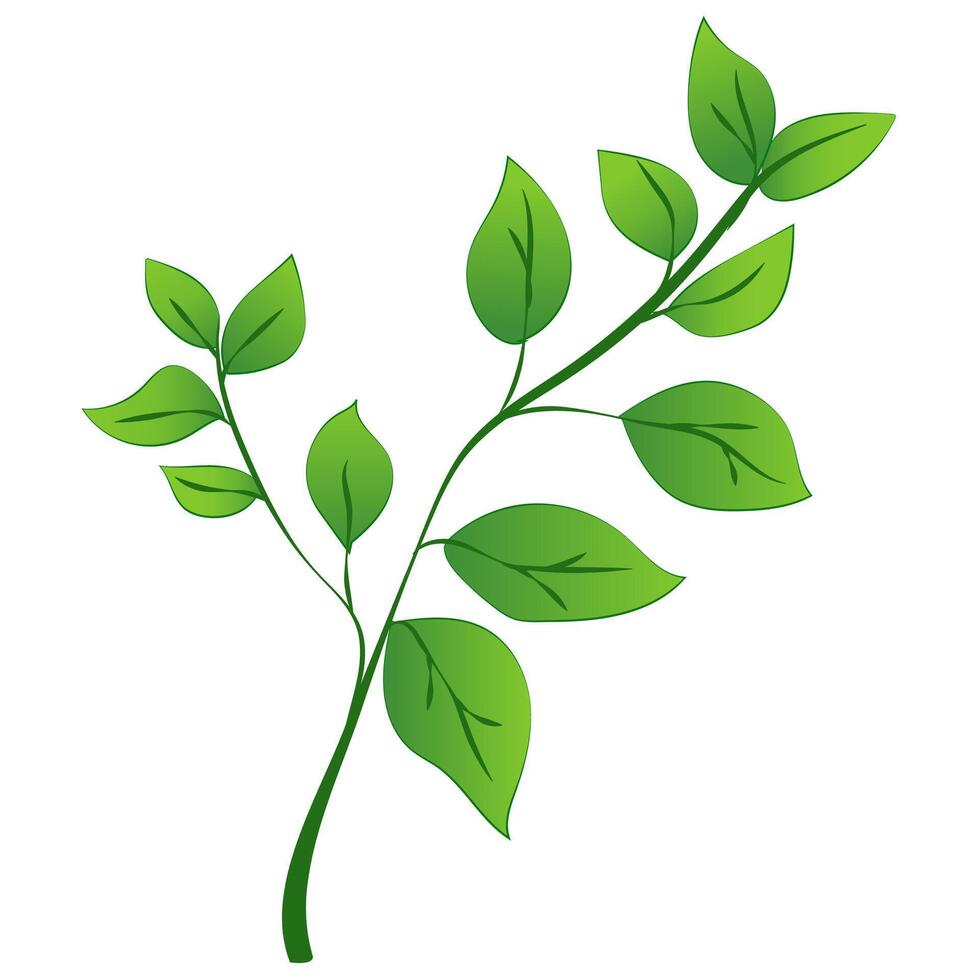 A green leaf on a white background vector