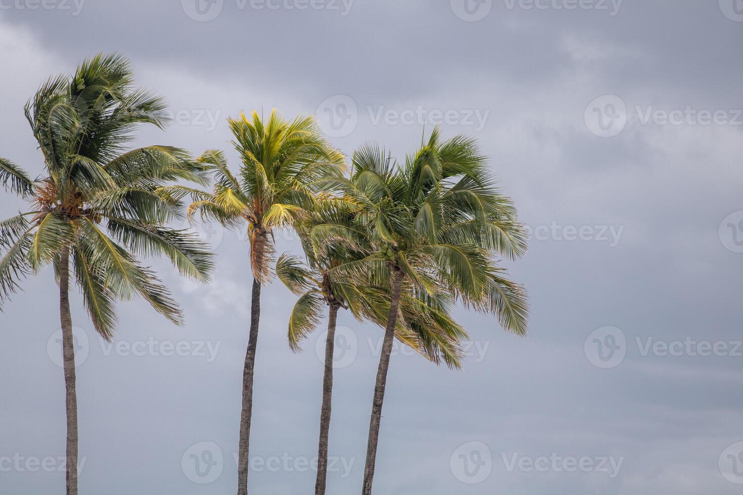 Coconut Trees in the wind photo