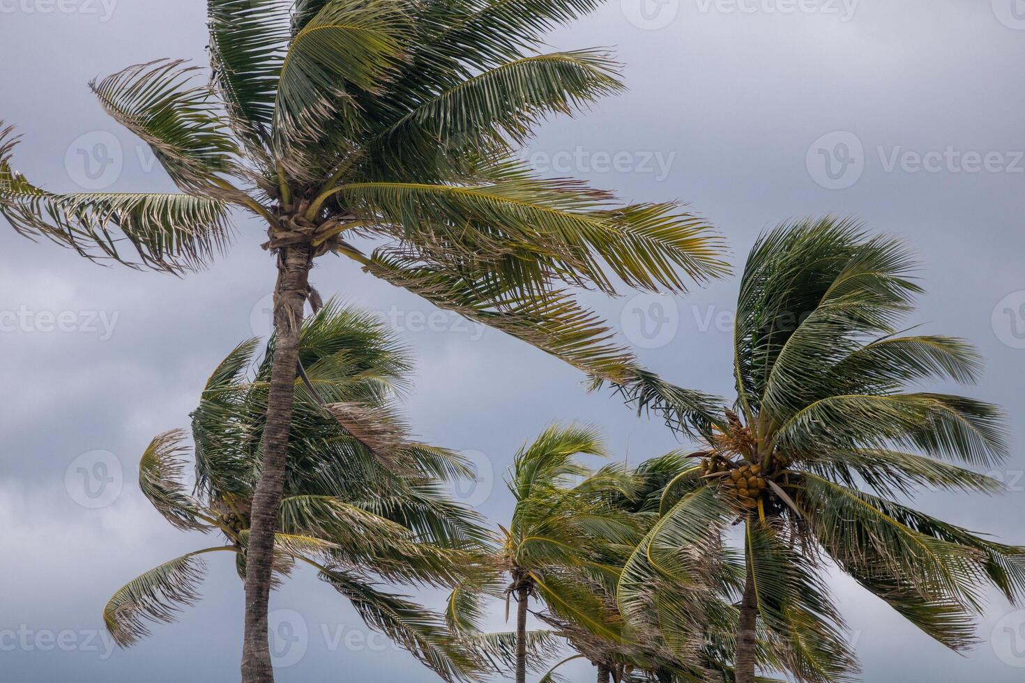 Coconut Trees in the wind photo