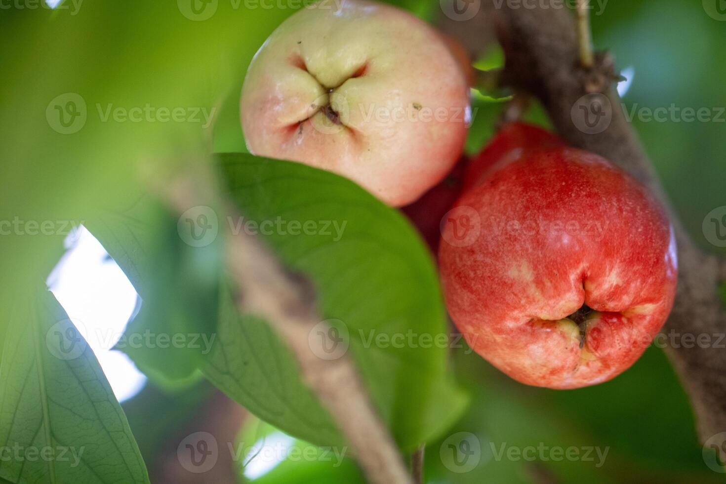 Jumbu On a tree photo