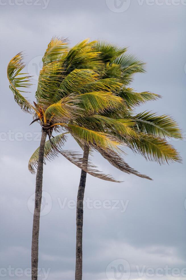 Coconut Trees in the wind photo