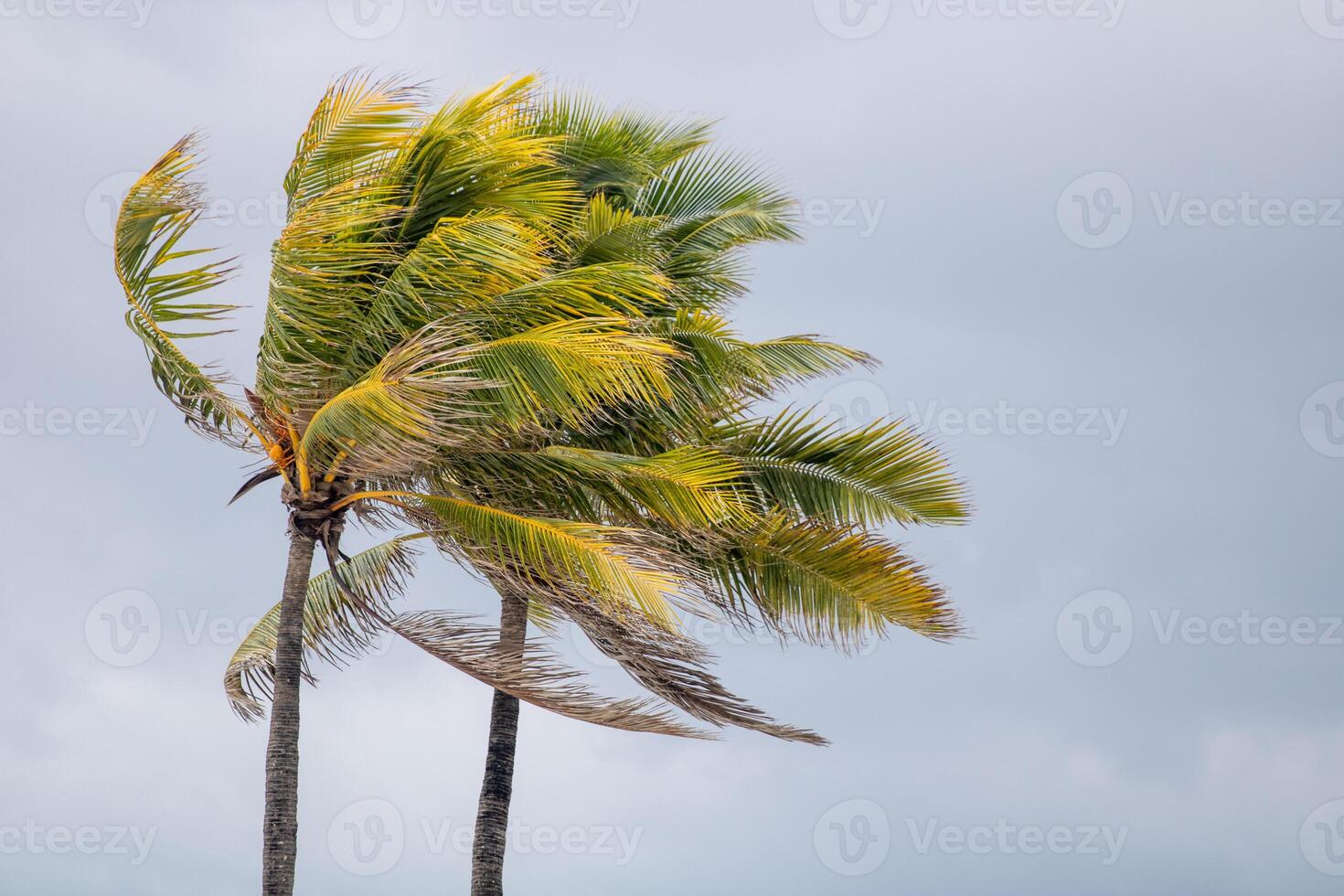 Coconut Trees in the Wind photo