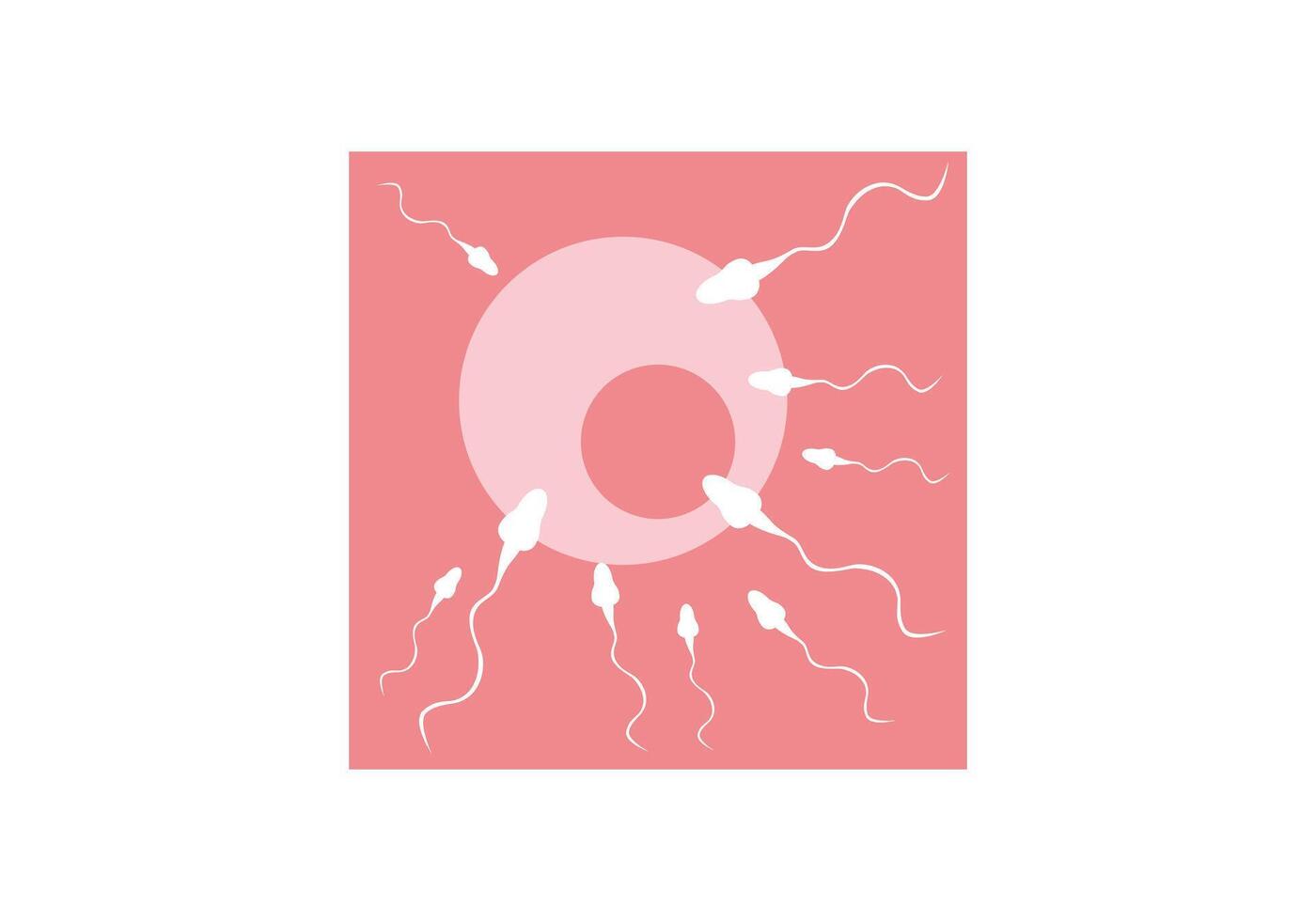 IVF stage, fertilization of egg vector
