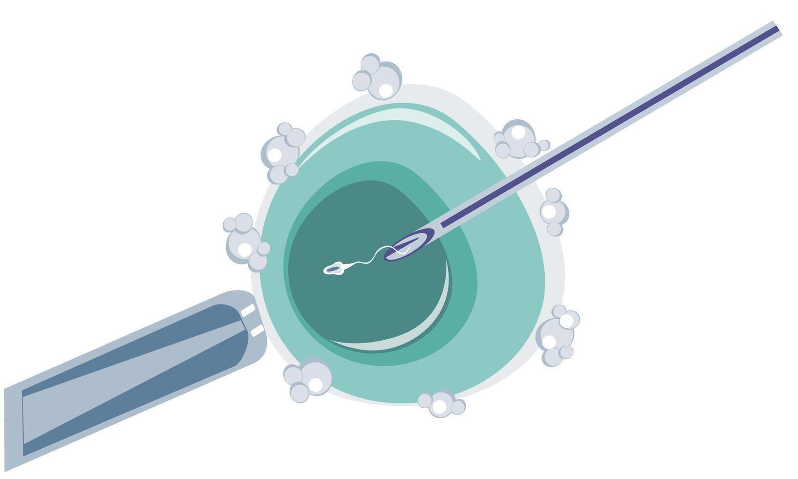 Artificial insemination of oocyte, intracytoplasmic injection, IVF-2 vector