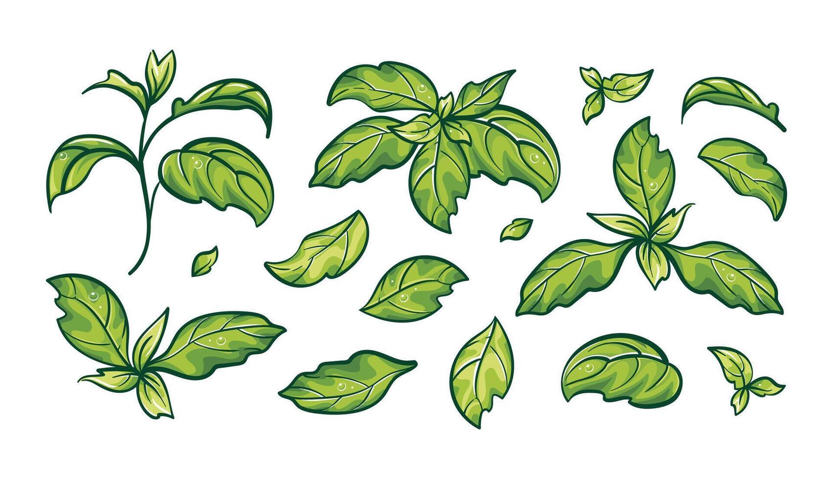 Collection of basil leaves. botanical art. Aromatic herbs. Suitable for food illustrations, cookbooks, menus, and cafe. Healthy lifestyle concept. Green plant, environmental friendliness vector