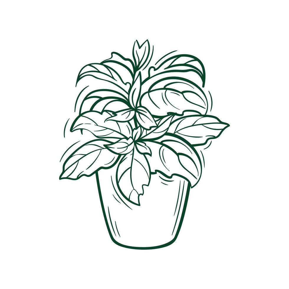 Basil in a pot. botanical illustration in sketch style, showing hand-drawn outline art of this popular culinary ingredient. Home gardening. Eco product, Microgreens. Healthy lifestyle concept. vector