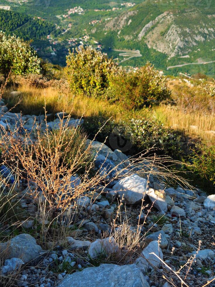 Vertical close-up of dry grass, rocks, and shrubs on a hillside in Montenegro with a distant view of the valley below. Ideal for nature-themed backgrounds, brochures, or environmental presentations. photo