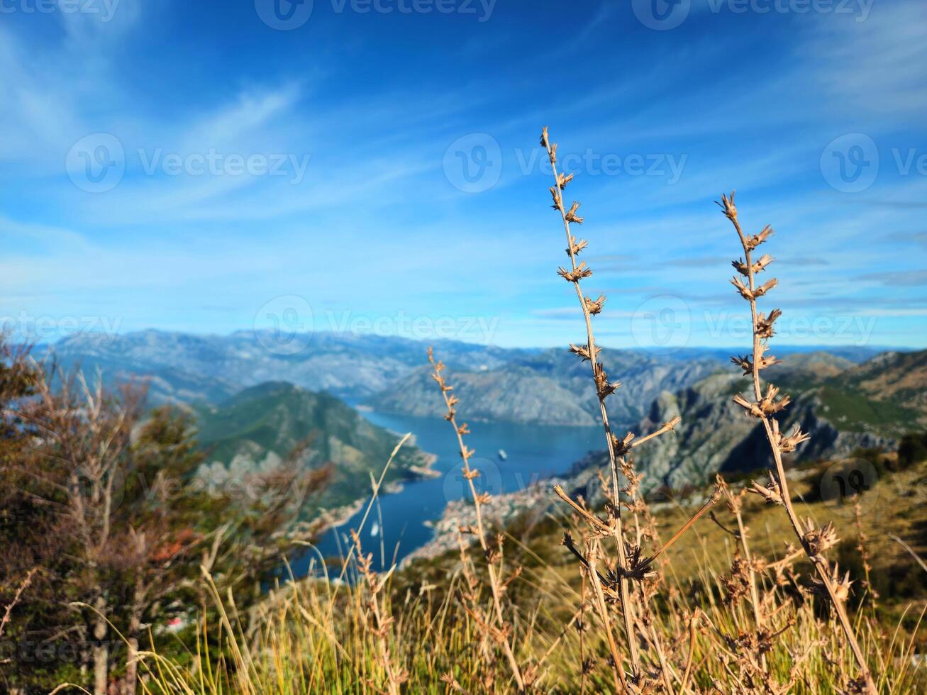Horizontal close-up of dry plants with a blurred view of the Bay of Kotor, Montenegro, and surrounding mountains in the background, under a clear blue sky. Ideal for nature-themed travel promotions. photo