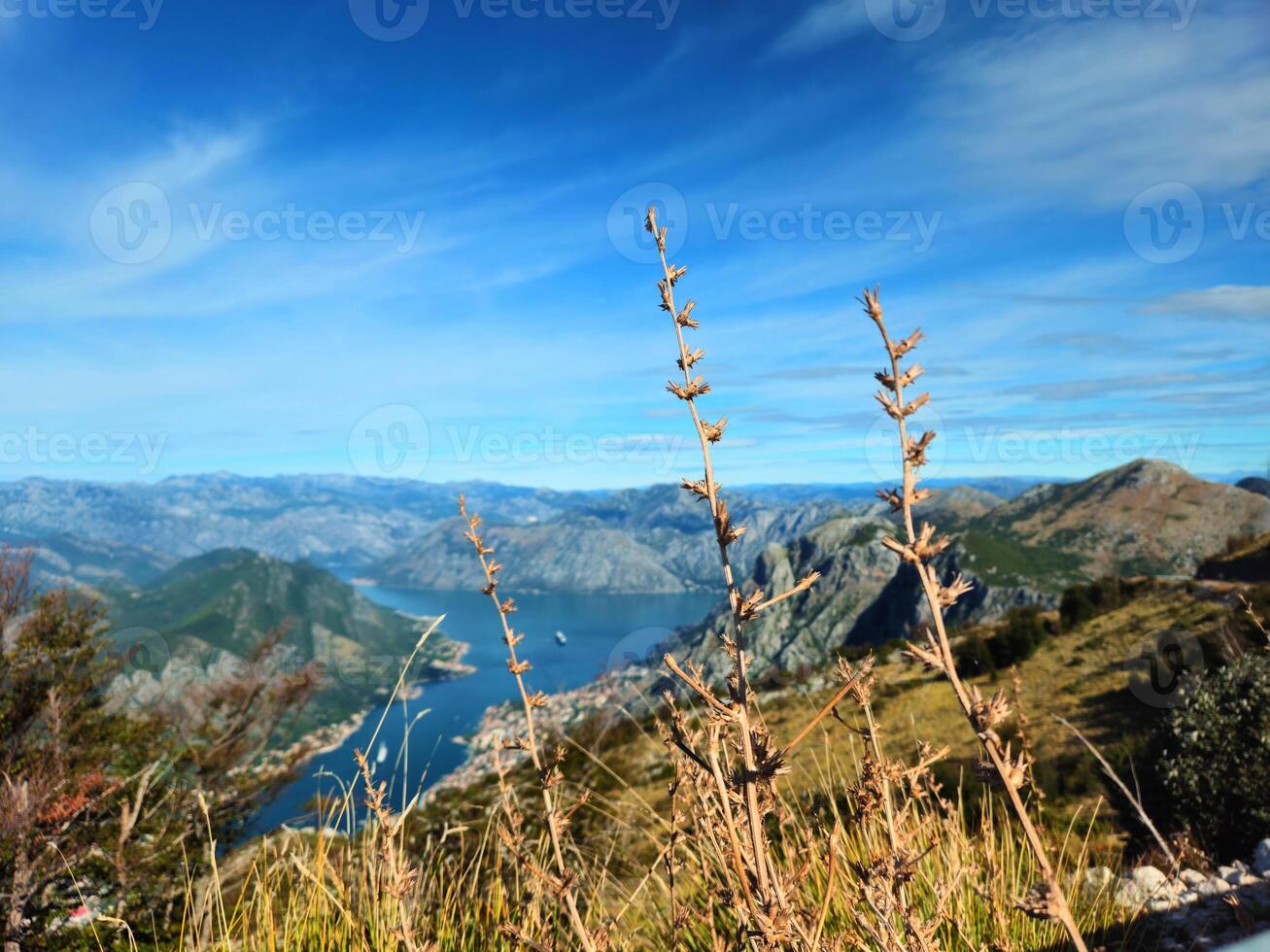 Horizontal close-up of dry plants with a blurred view of the Bay of Kotor, Montenegro, and surrounding mountains in the background, under a clear blue sky. Ideal for nature-themed travel promotions. photo