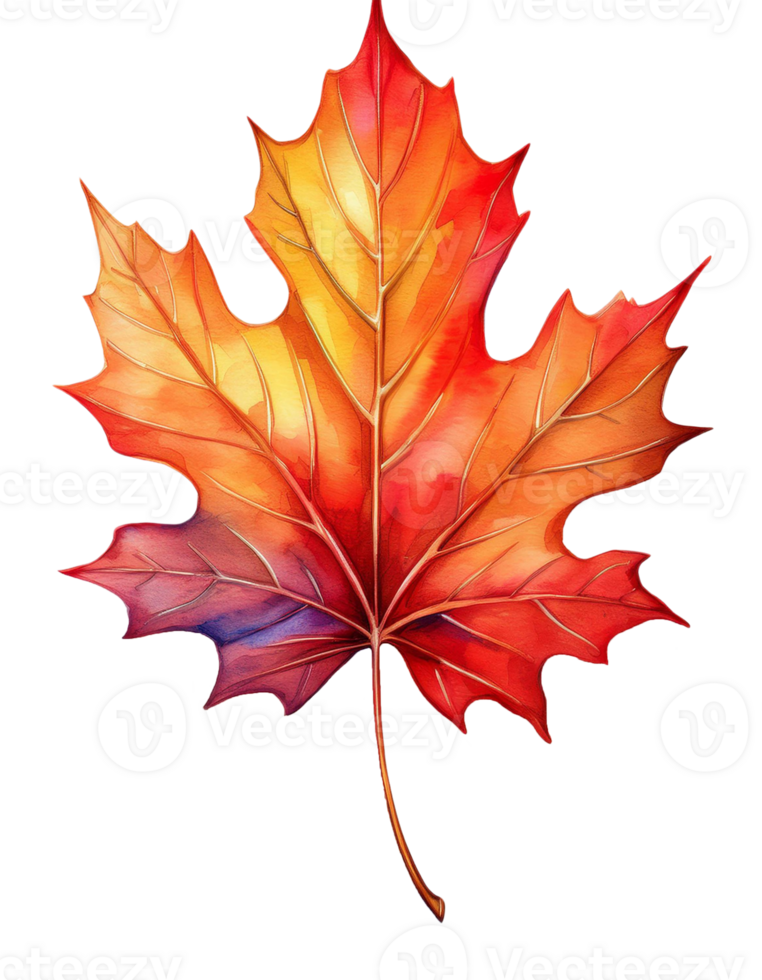 Vibrant autumn maple leaf png