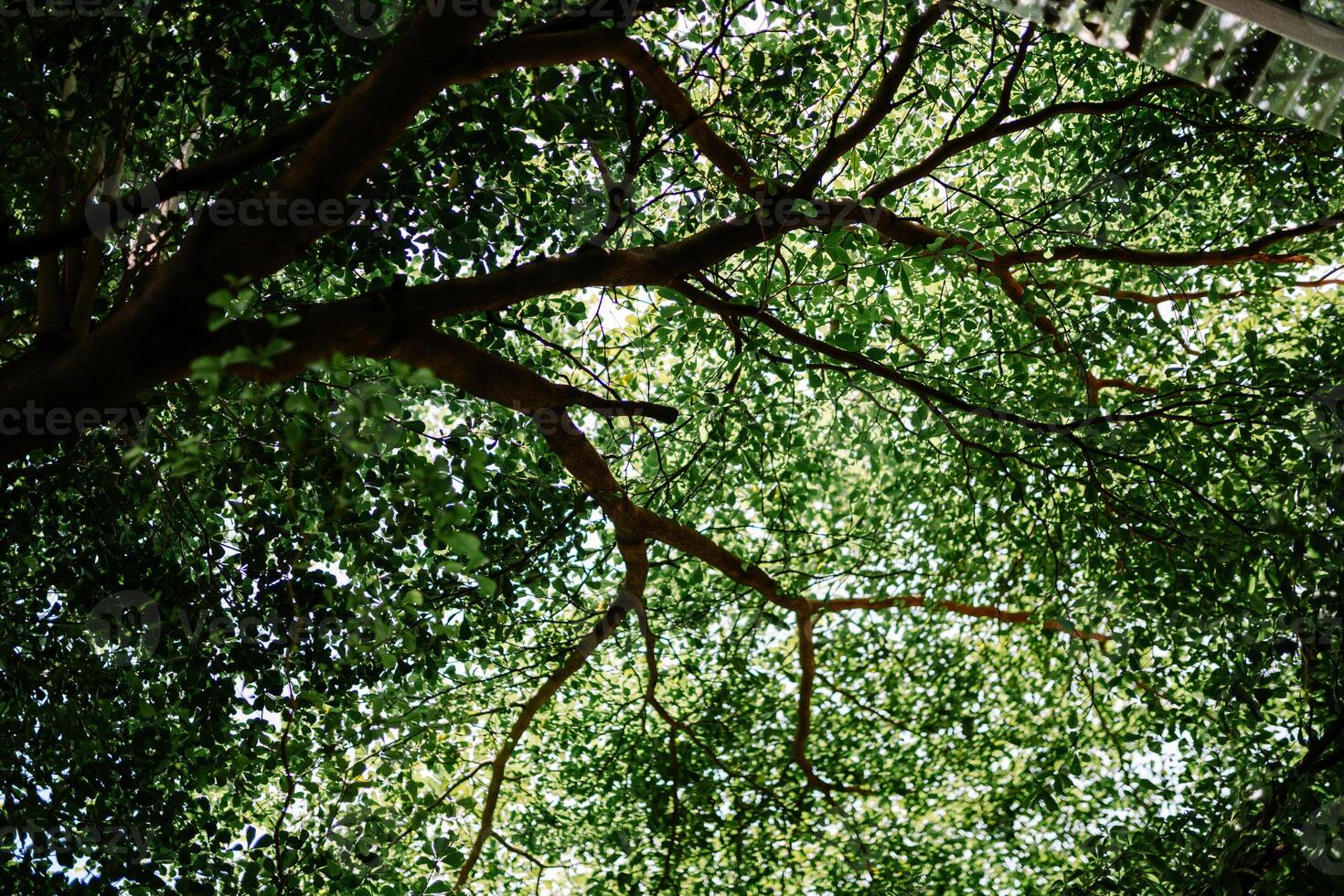 A large, lush tree with broad, shady branches, perfect for nature or landscape photography photo