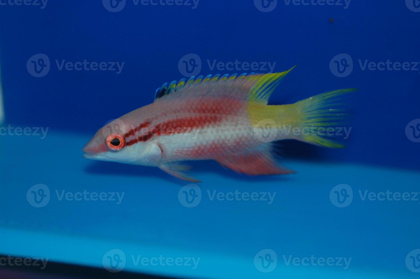 Cuban Hogfish, Spotfin Hogfish - Bodianus pulchellus photo