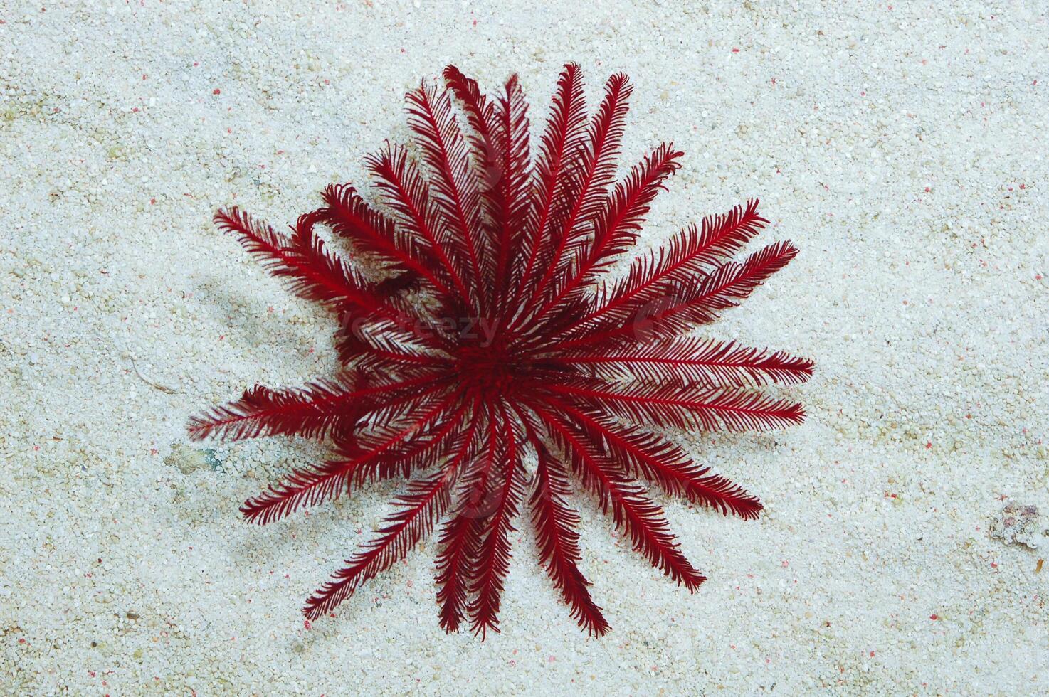 Red Feather Star, Crinoid photo