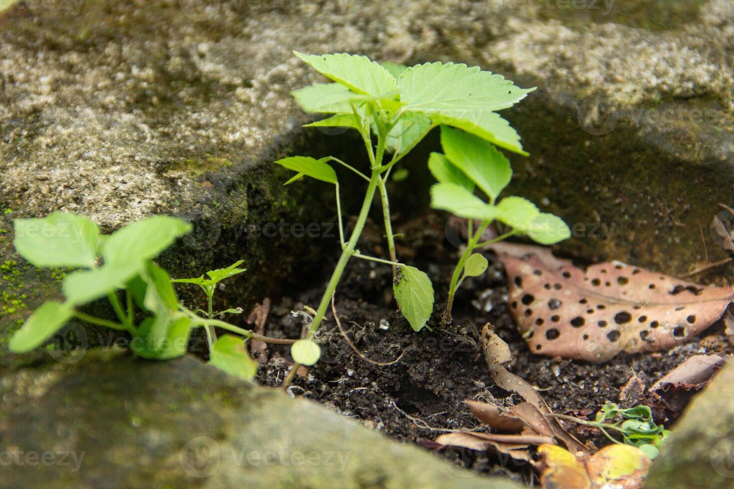 Laportea or stinging nettle is a plant that can cause itching, it is a plant that lives on top of humus soil photo