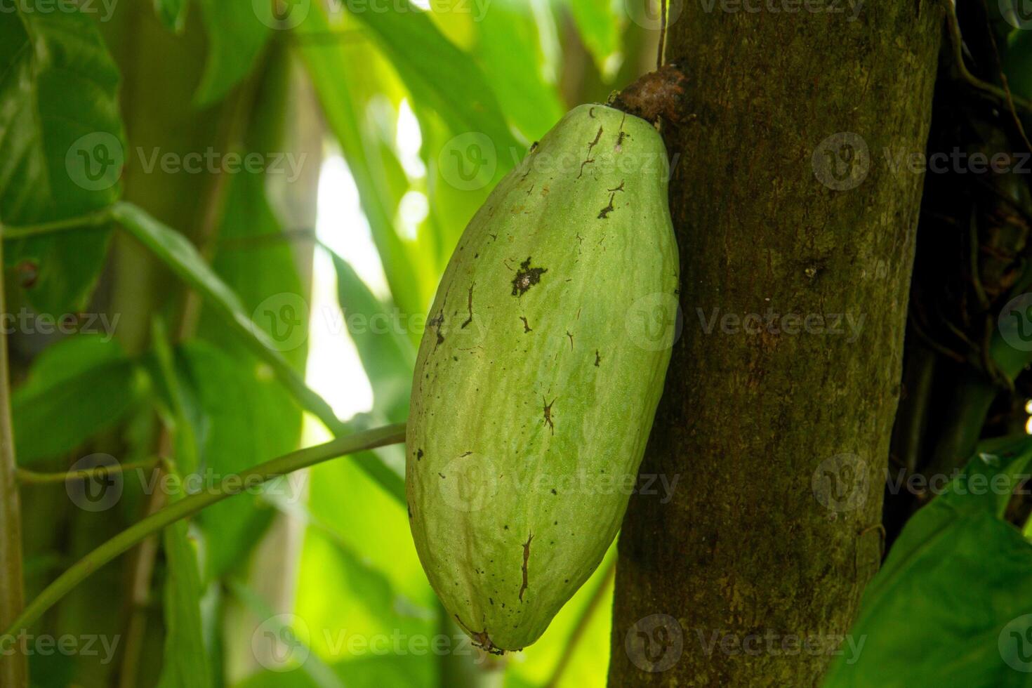 Theobroma cacao or cocoa plant, the fruit of the cocoa plant is used as the main ingredient for making chocolate photo