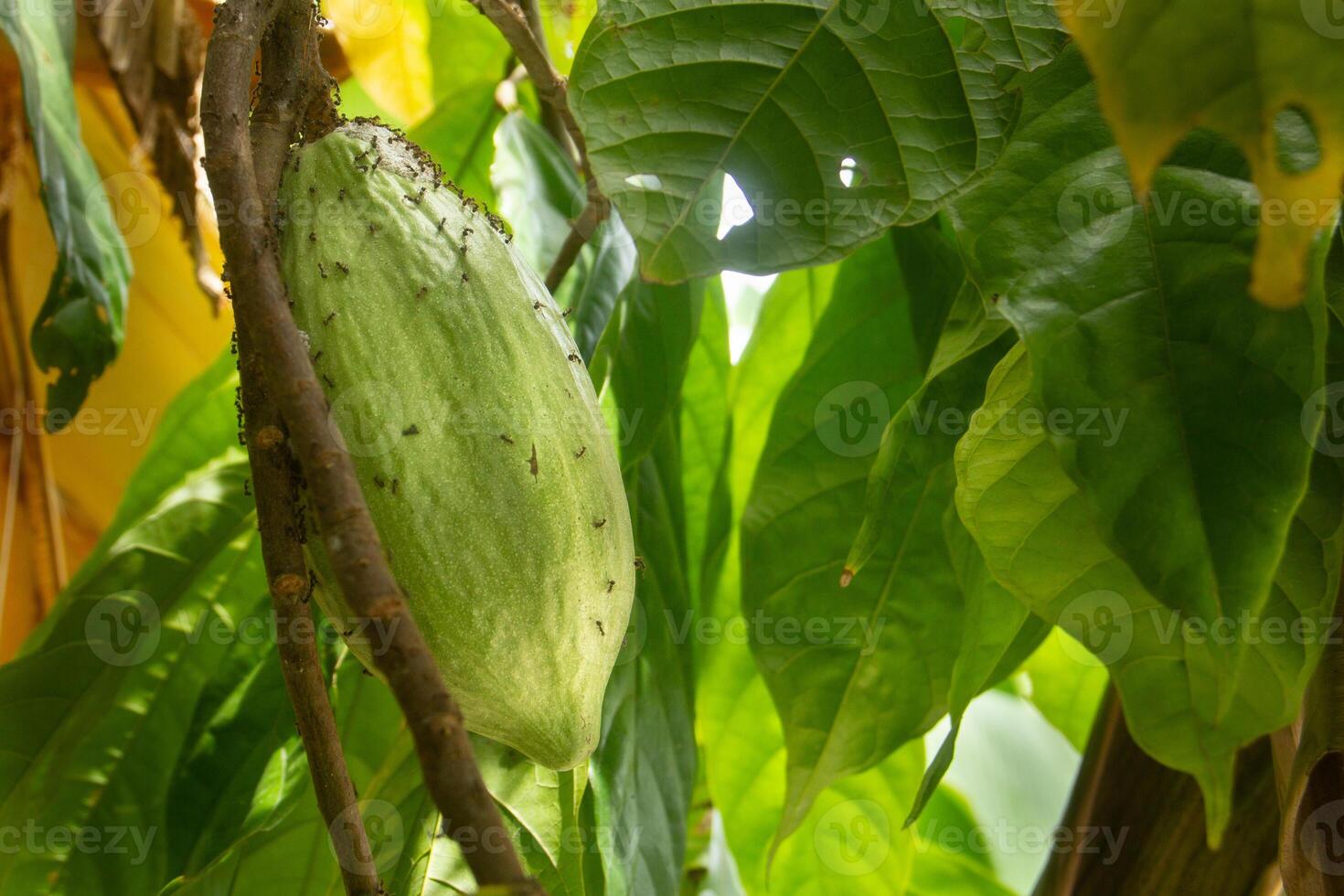 Theobroma cacao or cocoa plant, the fruit of the cocoa plant is used as the main ingredient for making chocolate photo