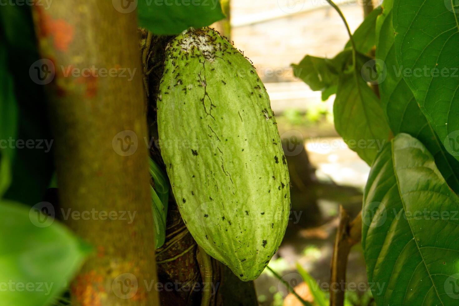 Theobroma cacao or cocoa plant, the fruit of the cocoa plant is used as the main ingredient for making chocolate photo