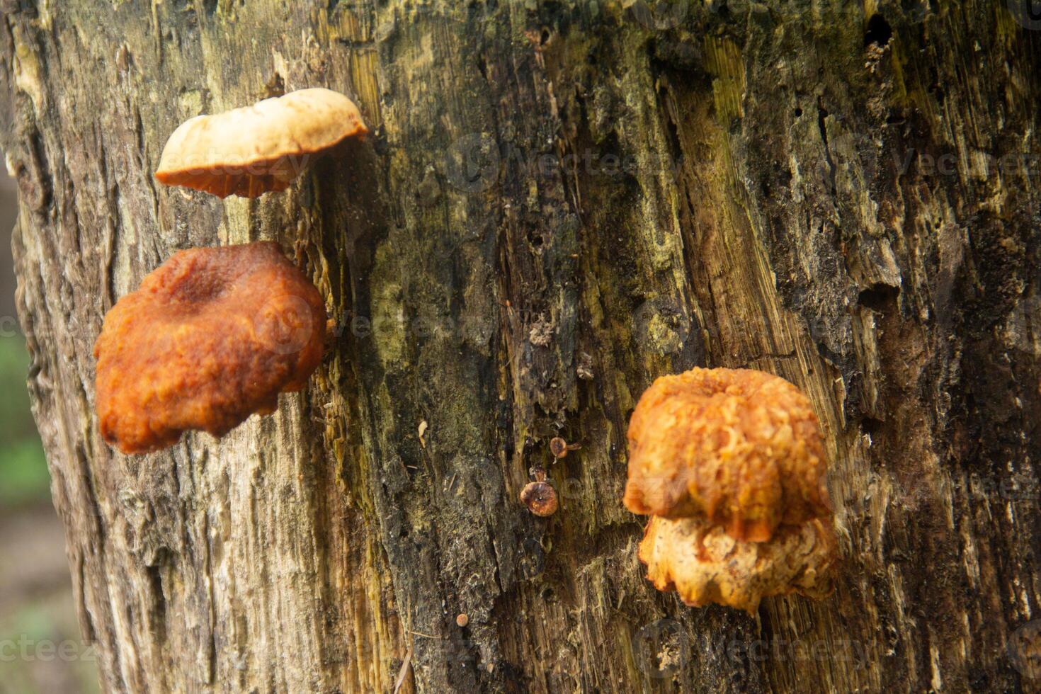 Lentinus fungi that grow on decayed wood stems, decaying wood fungi in the class of basidiomycetes photo