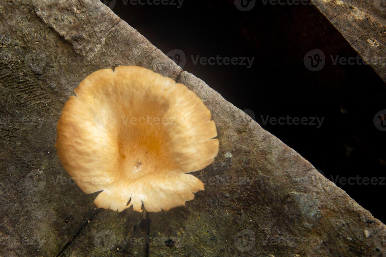 Lentinus fungi that grow on decayed wood stems, decaying wood fungi in the class of basidiomycetes photo