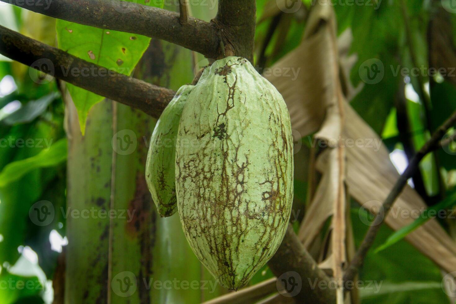 Theobroma cacao or cocoa plant, the fruit of the cocoa plant is used as the main ingredient for making chocolate photo