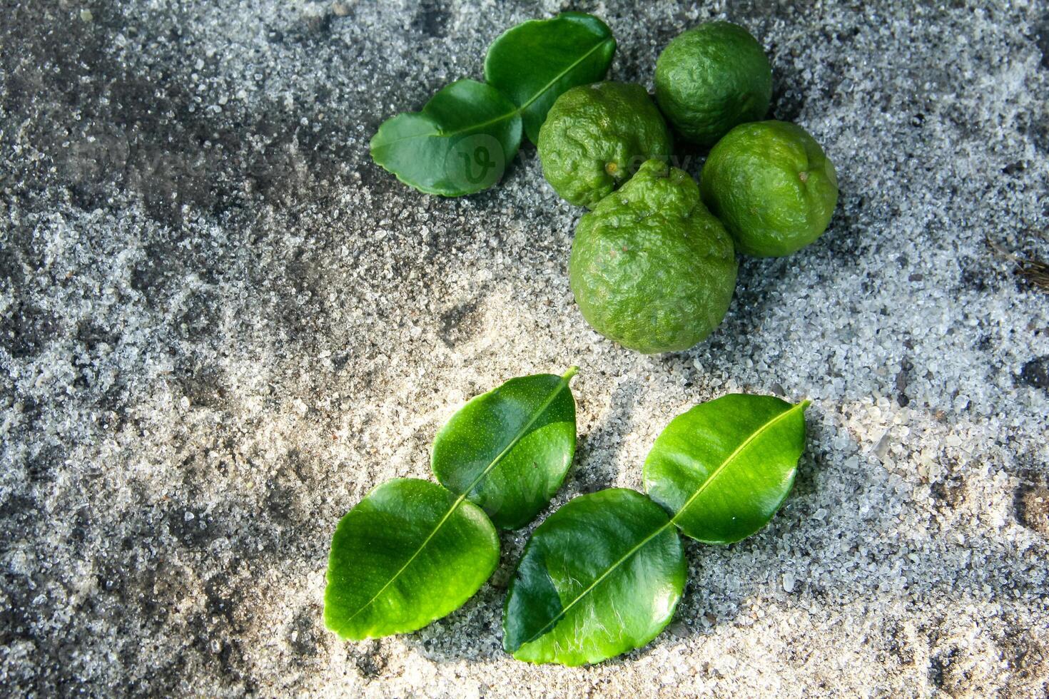 Bergamot fruits or kaffir lime fruit, is a plant that has many uses, the leaves of this plant are often used as a cooking ingredient so that it has a more delicious smell and taste. photo