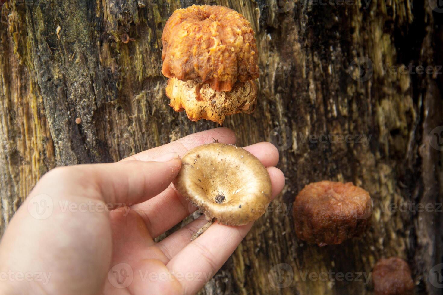 Lentinus fungi that grow on decayed wood stems, decaying wood fungi in the class of basidiomycetes photo
