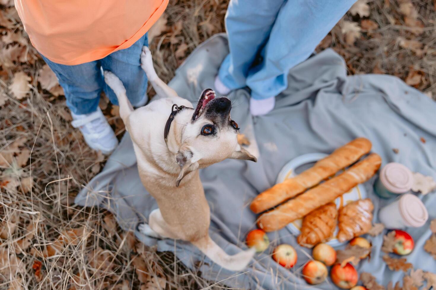 Funny little dog playing with kids outdoor on a picnic photo