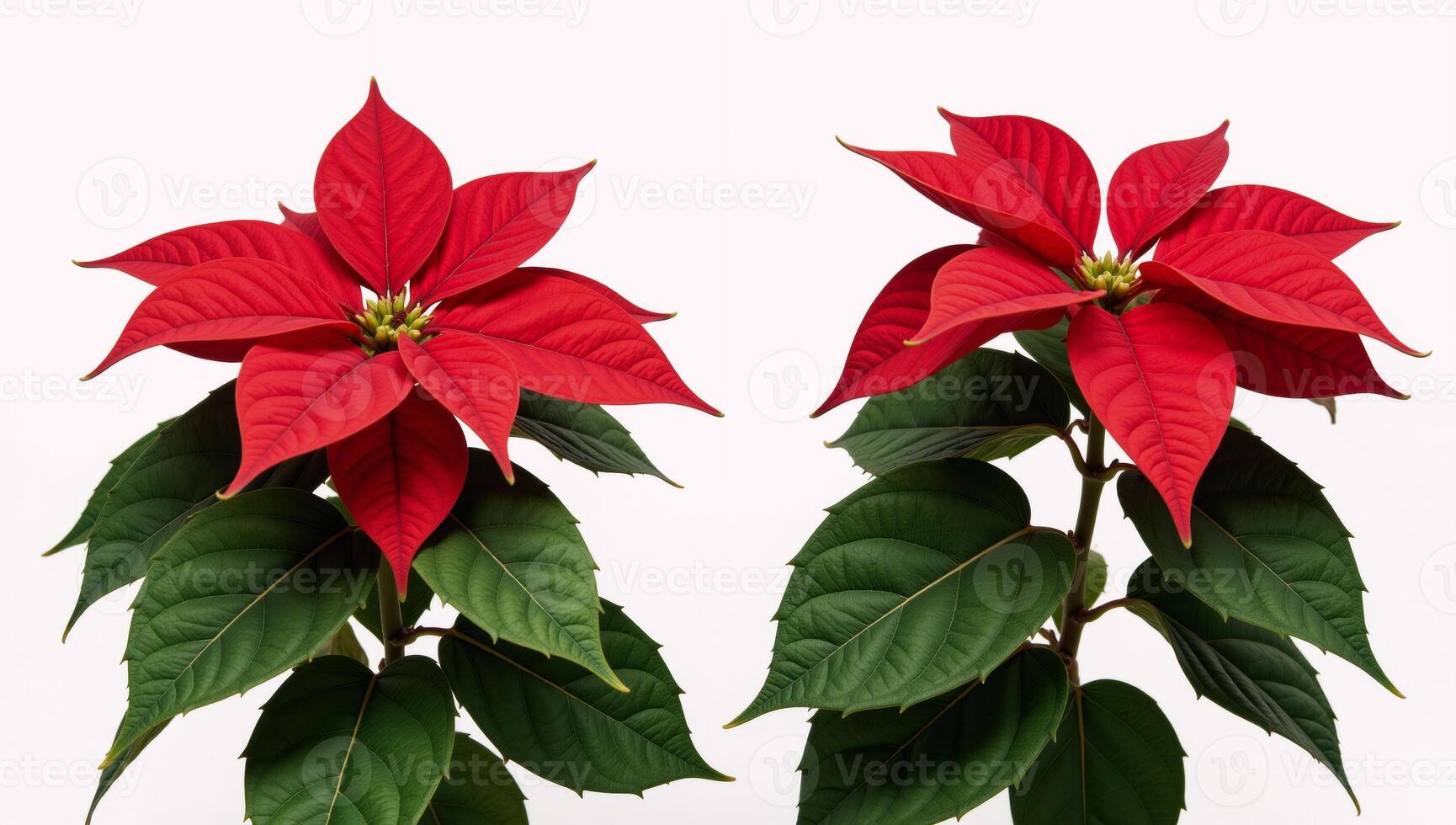 Two isolated beautiful red poinsettias set against a holidaythemed backdrop Christmas Flowers photo