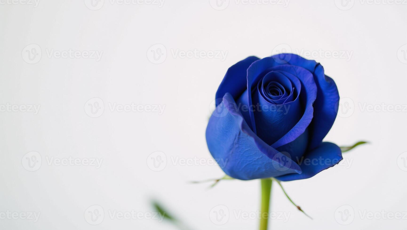 A lone blue rose sits against a pristine white backdrop isolated composition photo