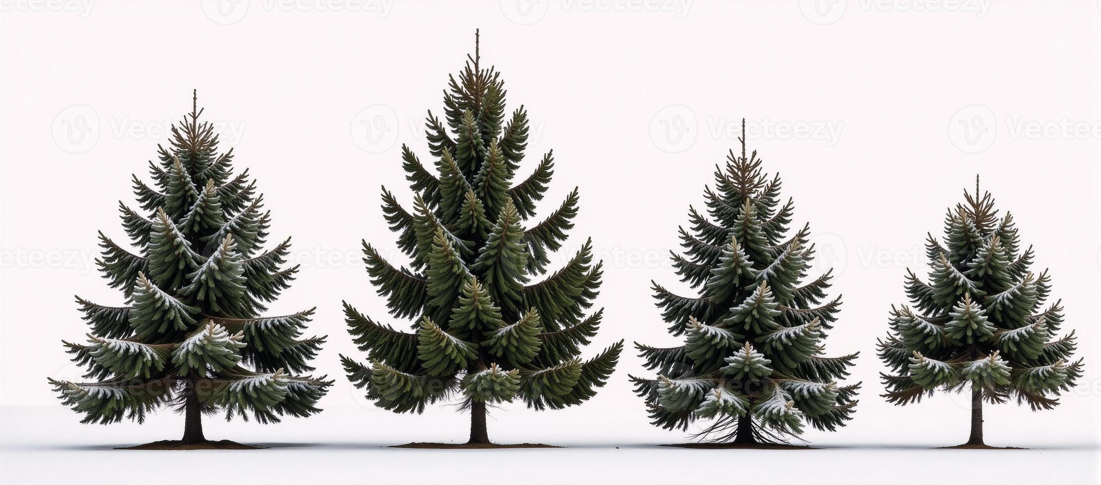 Five snowdusted pines against a pristine winter backdrop photo