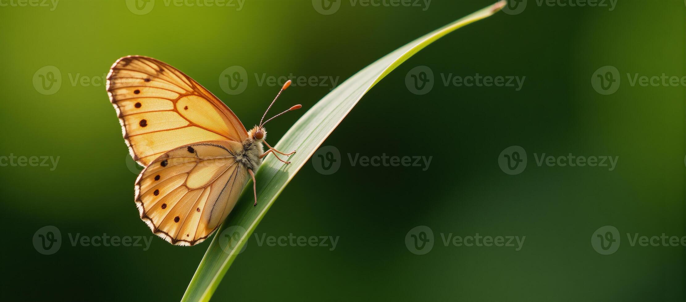 Elegantly adorned butterfly image photo