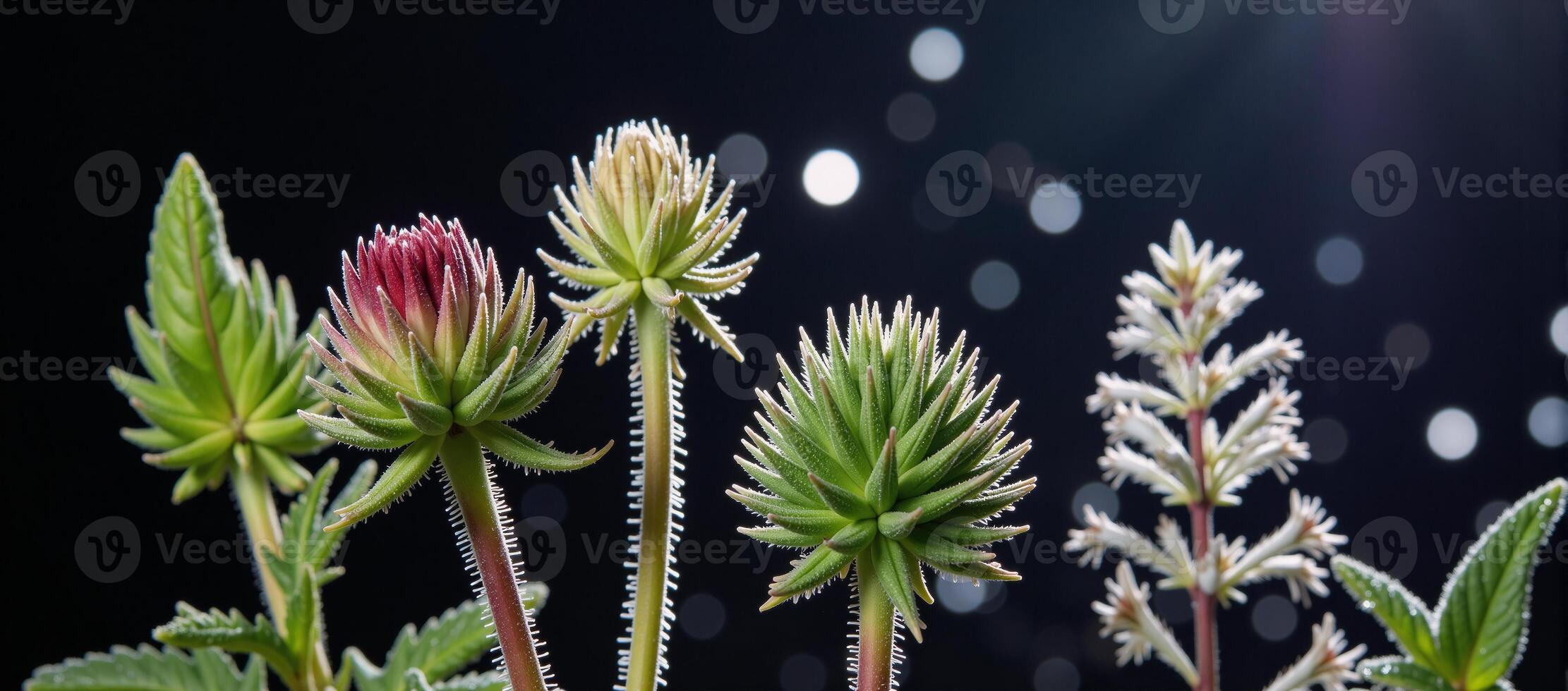 A wintry ambiance is created through Christmas lights among Acanthus Cow Parsnip and Hogweed photo